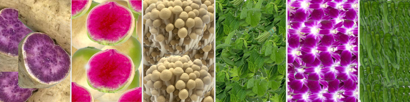 Asian vegetable and herb products.